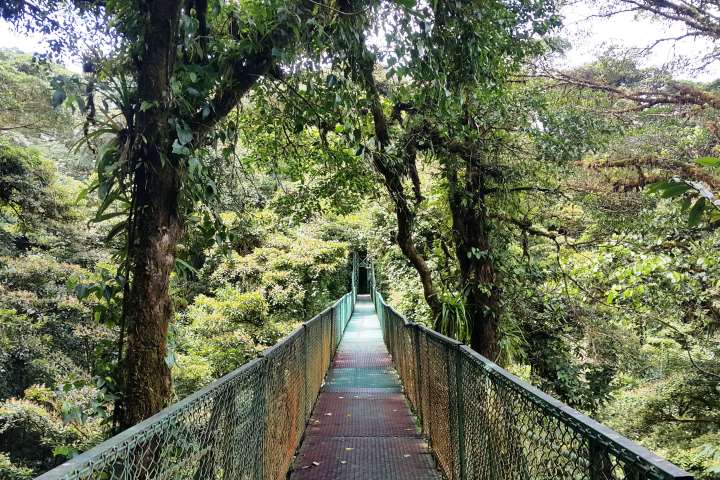 monteverde cloud forest tours from san jose